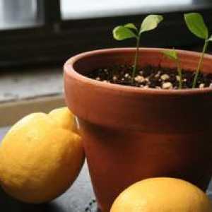 Kako pridelovati limone iz kosti doma