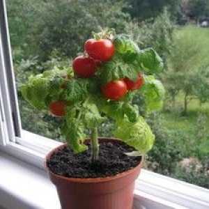 Kako rastejo paradižnik na okensko steklo v stanovanju?