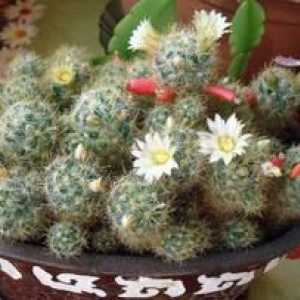 Cactus Mammillaria - puhast čudež: domača oskrba