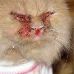 Calcitvirus pri mačkah: simptomi in zdravljenje