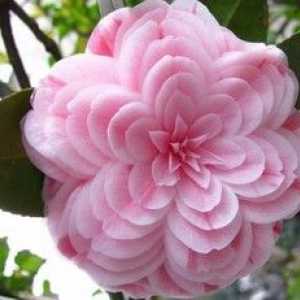 Camellia Japanese: domača oskrba
