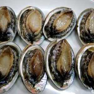 Abalone kamen in morske ušesne školjke