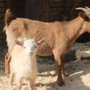 Kamerunske koze - opis in značilnosti pasme koz