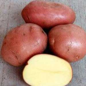 Krompir Bellarosa: opis sorte in njegove značilnosti