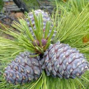 Cedar bor - značilnosti koreninskega sistema in raste