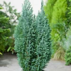 Cypress lavson elfwood: opis, negovanje in sajenje