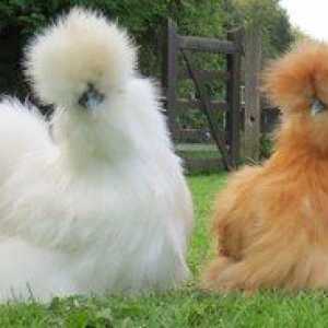 Kitajska svilena piščanca: opis s fotografijo, vsebino, nego