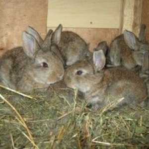 Kdaj kunce zajeti od zajca, vrste in čas zasaditve mladih živali