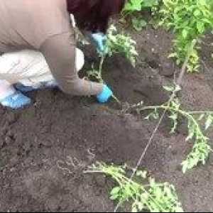 Kdaj saditi paradižnik na sadik in v tleh