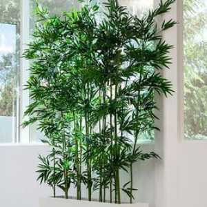 Notranji bambus: opis in rastejo doma