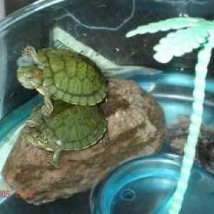 Red-bela želva: kako jih obdržati doma