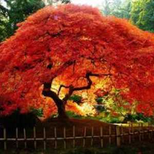 Rdeči japonski javor v pokrajini: sajenje in oskrba