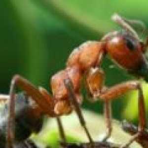 Kdo jede mravlje v naravi, kaj mravi jedo, svojo prehrano