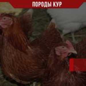 Piščanci rhodonita: opis in značilnosti pasme