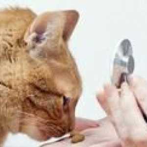 Leukemija pri mačkah: vzroki, simptomi in zdravljenje