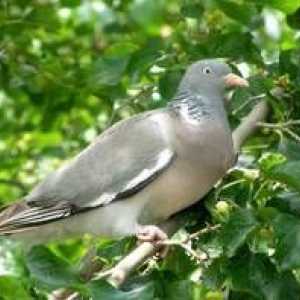 Gozdni golobi: opis ptice