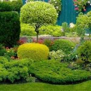 Listopidne okrasne rastline za pokrajino in hiše