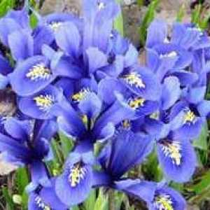Bulb irises: pravilno saditev in skrb za cvet
