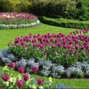 Žarnice trajnice: cvetovi harmoničnega vrta