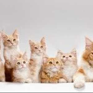 Mastitis v mački: simptomi in zdravljenje, vzroki