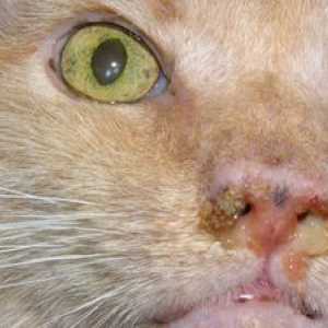 Mikoplazmoza pri mačkah: simptomi in zdravljenje