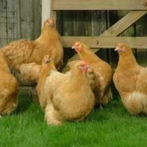 Mesne pasme piščancev: ime, opis in fotografija
