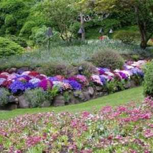 Večnamenski cvetovi - dekoracija vrta in vikend spomladi in poletju