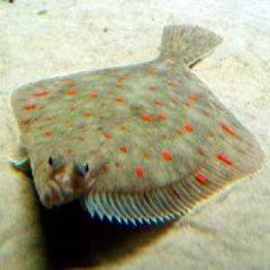 Trnad morske ribe: koristi in škode za telo