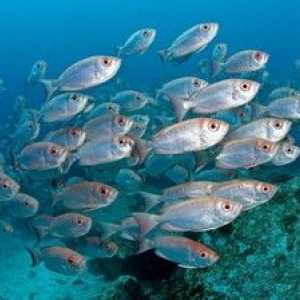 Morske vrste rib: opis in značilnosti