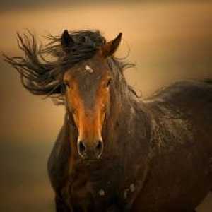 Mustangi - brez konj divjih prašic