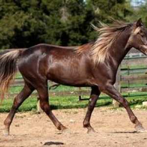 Ime in opis konj s fotografijami