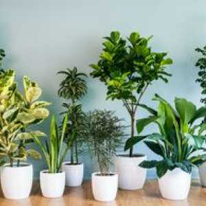 Neprijetne hišne rastline: najbolj priljubljena vrsta