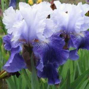Nezapletena cvetica irisa ali mavrica: delitev, sajenje in negovanje