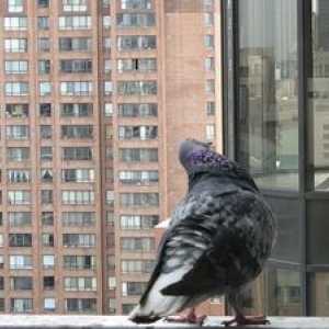 Več načinov, kako se znebiti golobov na balkonu