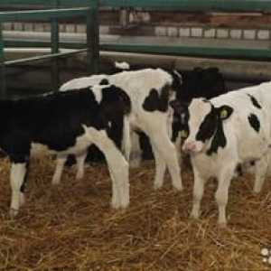 Pregled holsteinovih krav in bikov