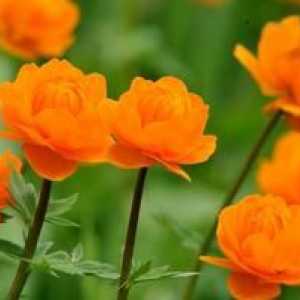 Ogonyok: vse o lepih sibirskih cvetovih