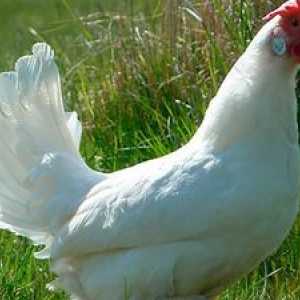 Opis belih piščancev Leghorn pari