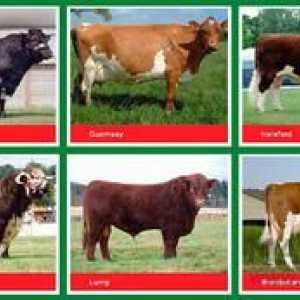 Opis in fotografije pasem krav iz različnih smeri