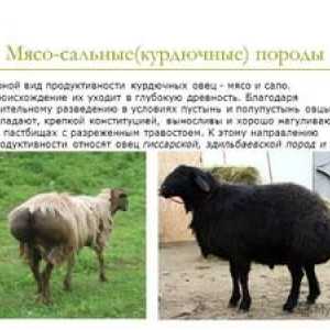 Opis mesnih pasem ovac v Rusiji