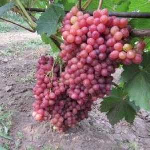Opis grozdja
