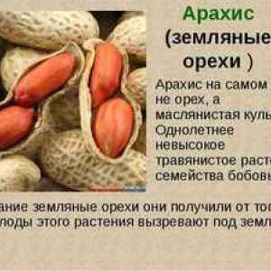 Opis arašidov (arašidi) in njegove uporabne lastnosti
