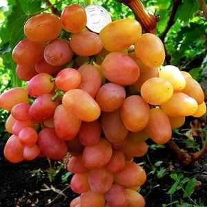 Opis sorte grozdja v Libiji