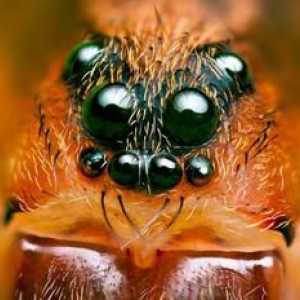 Organi pajkovega pogleda in pomembno vprašanje so koliko oči imajo