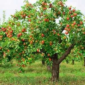Glavne bolezni jablane in kako se z njimi spopasti