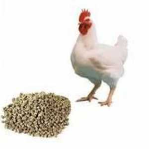 Značilnosti mešanih krmil za piščance (sestava, krma)