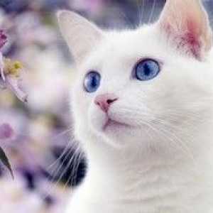 Značilnosti pasem belih mačk z modrimi očmi