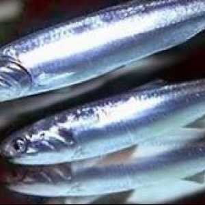 Lastnosti: hamsa ribe (Črno morje)