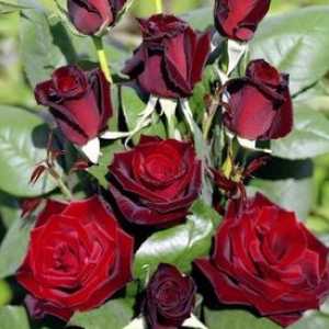 Značilnosti skrbi za vrtnice spomladi
