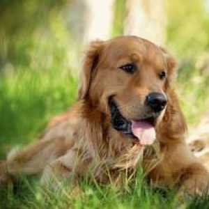 Parvovirusni enteritis psov: vzroki, simptomi in zdravljenje