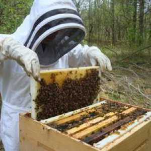 Čebelarstvo za začetnike: nasveti in triki